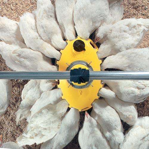 Assiettes poules repro 